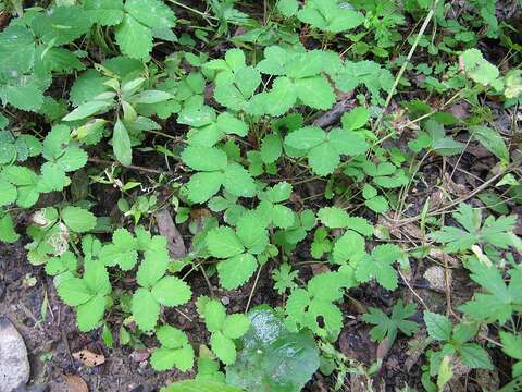 Image of Potentilla centigrana Maxim.