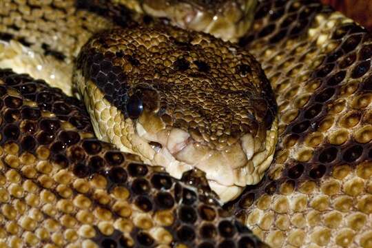 Image of Central American bushmaster