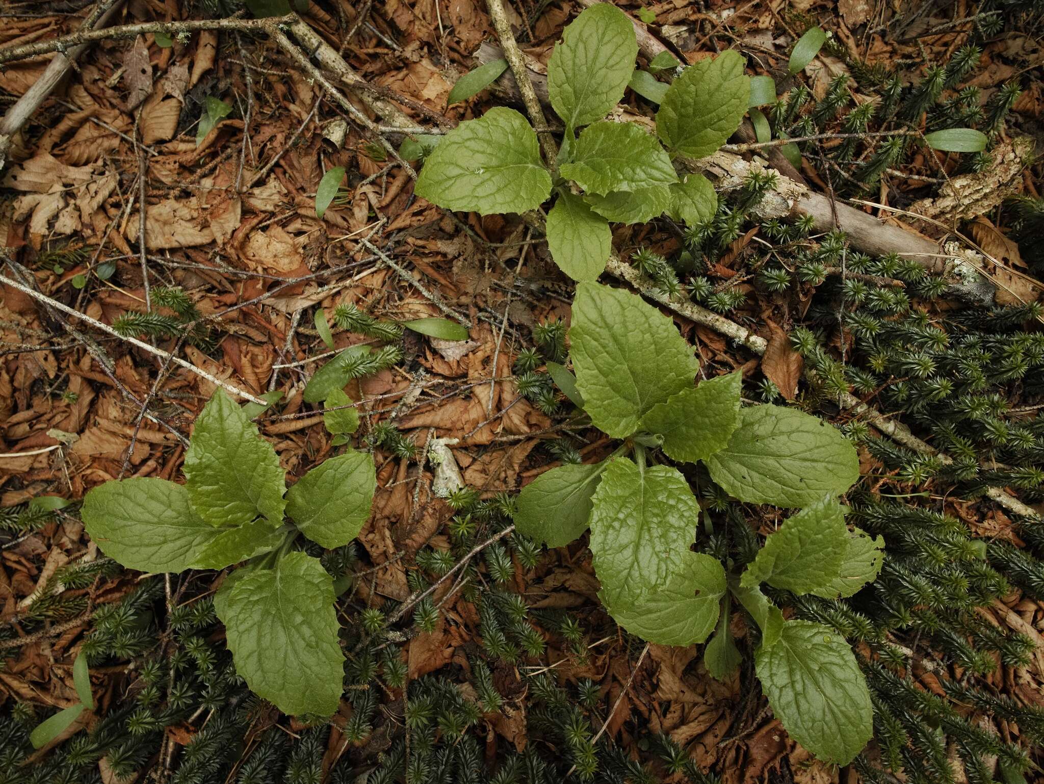 Image of Rugel's Indianplantain