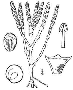 Слика од Salicornia