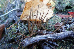 Image of cup lichen