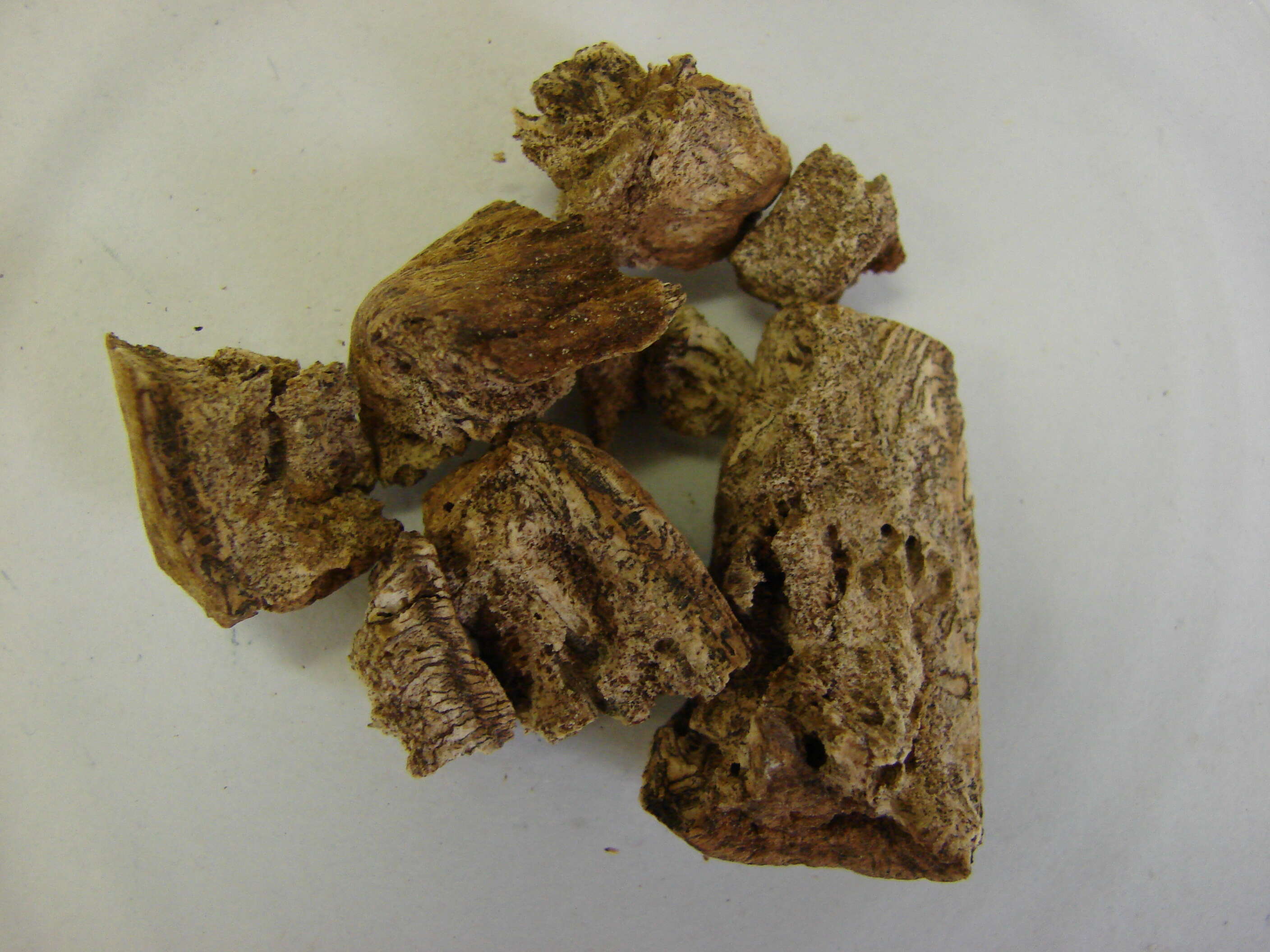 Image of Chinese rhubarb