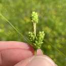 Image of Carolina Sedge