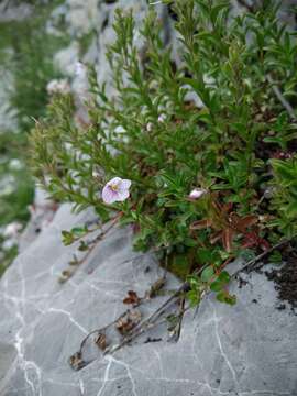 Sivun Veronica fruticulosa L. kuva