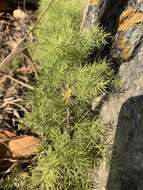 Image of Asparagus minutiflorus (Kunth) Baker