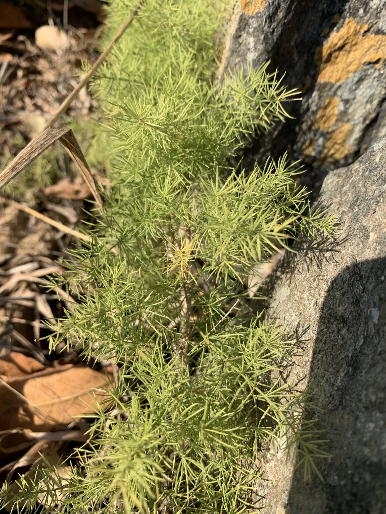 Image of Asparagus minutiflorus (Kunth) Baker