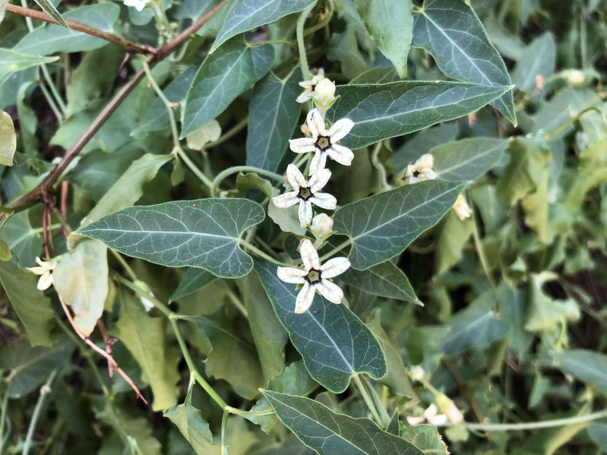 Sivun Matelea arizonica (A. Gray) Shinners kuva