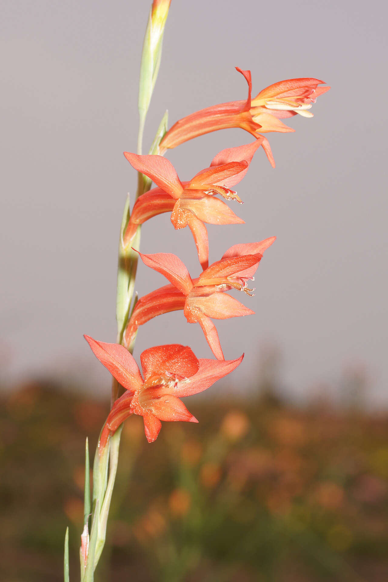 Imagem de Gladiolus quadrangularis (Burm. fil.) Aiton