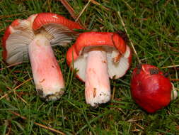 Image of Russula sanguinaria (Schumach.) Rauschert 1989