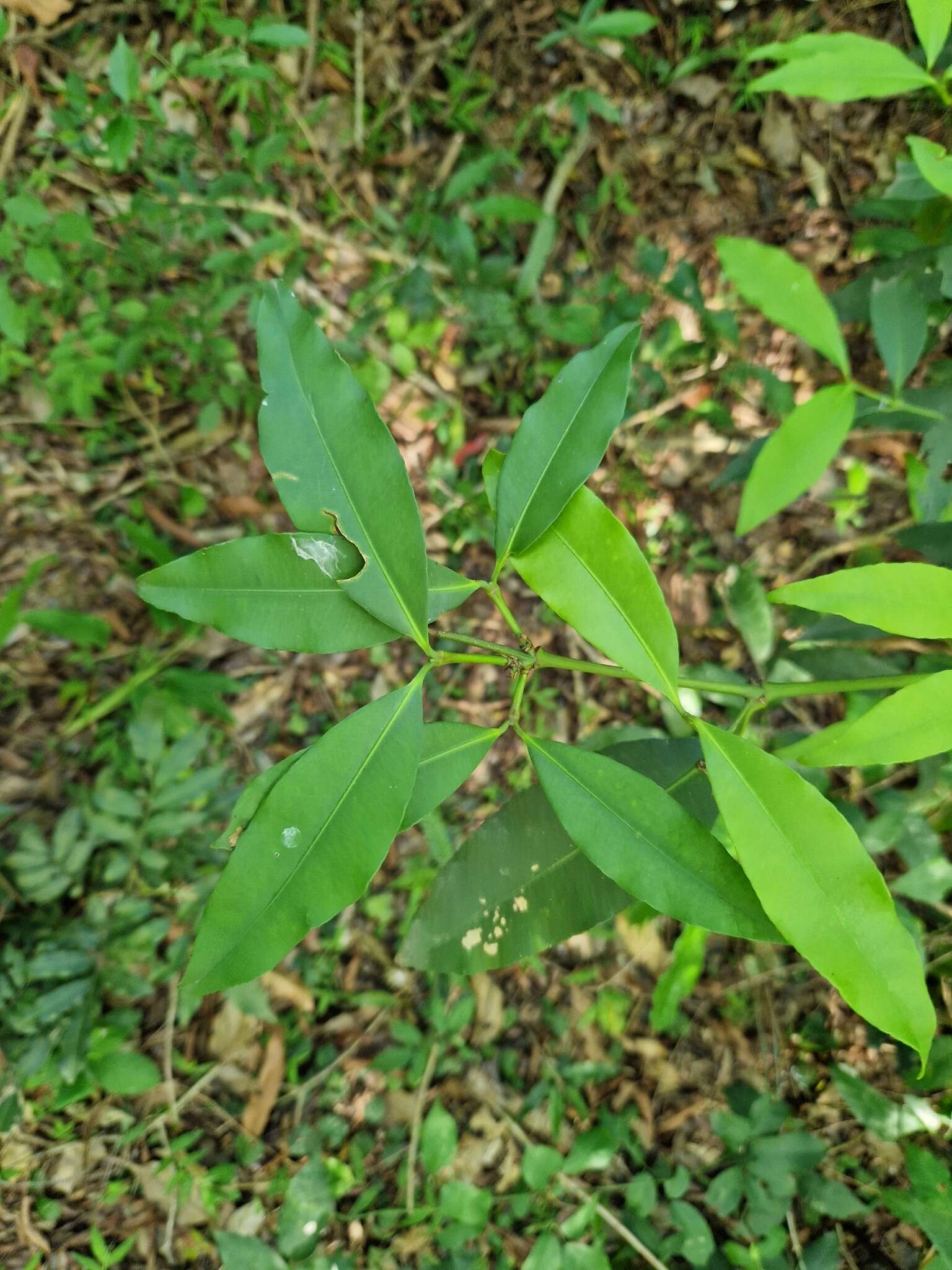 Image of Garcinia guacopary (S. Moore) M. Nee