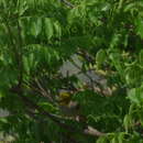 Image of Yellow-throated Bulbul