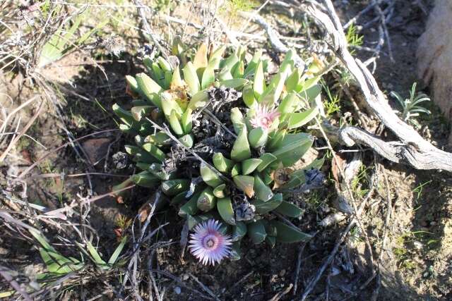 Image of Acrodon bellidiflorus (L.) N. E. Br.