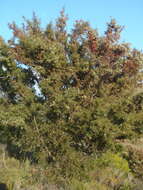 Image of Hakea sericea Schrad. & J. C. Wendl.