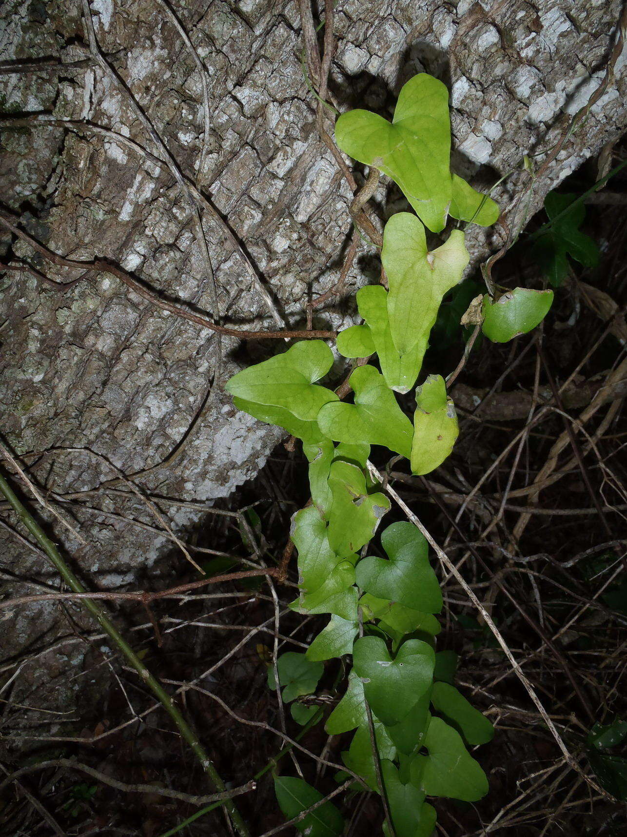 Image of <i>Dioscorea <i>sylvatica</i></i> f. sylvatica