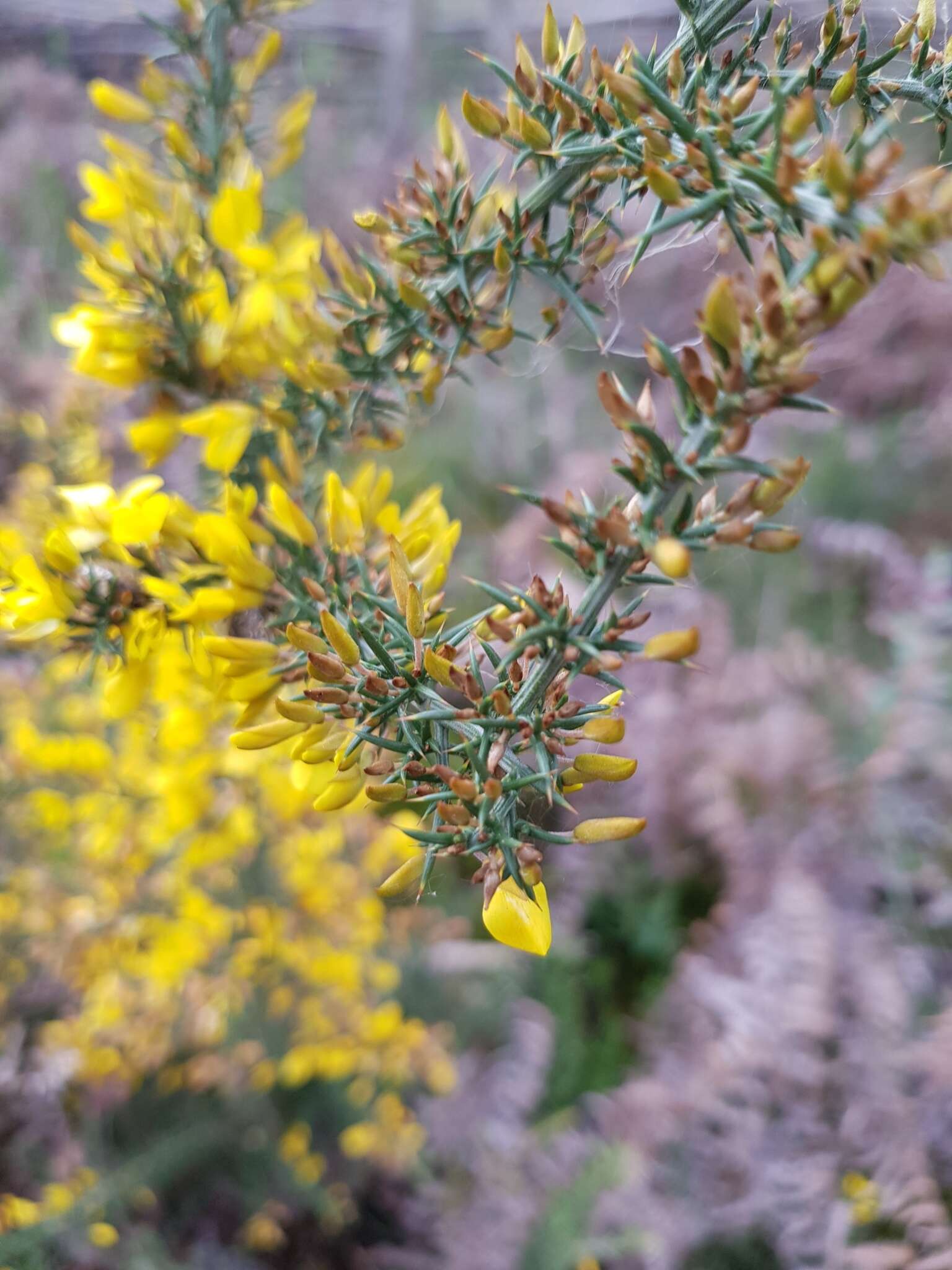 Image de Ulex micranthus Lange