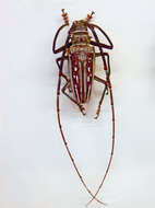 Image of Wallace’s long-horn beetle