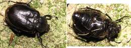 Image of Hermit Beetle