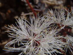 Image of dwarf stickpea