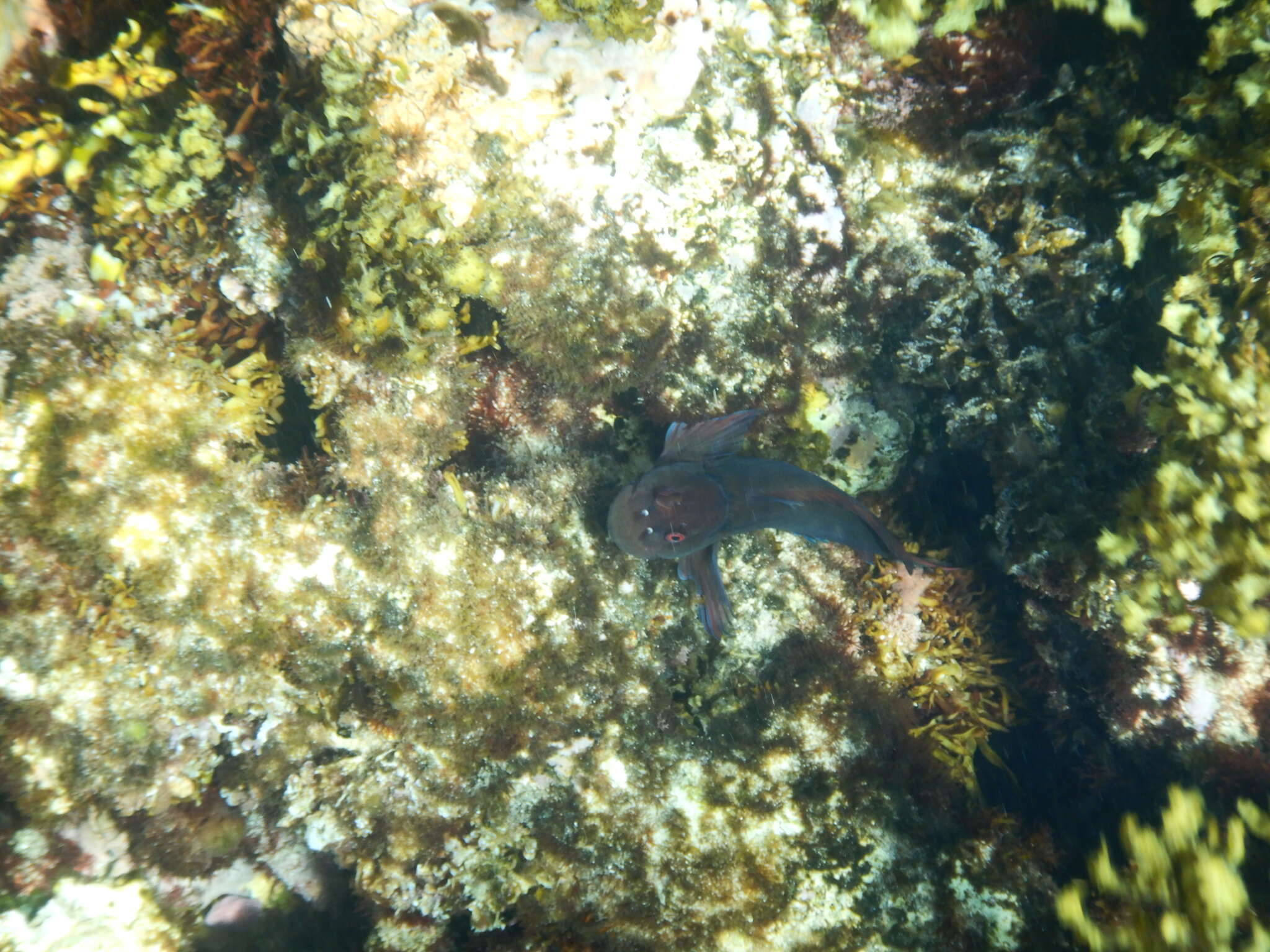 Image of Black blenny