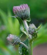 Imagem de Cirsium kamtschaticum Ledeb. ex DC.