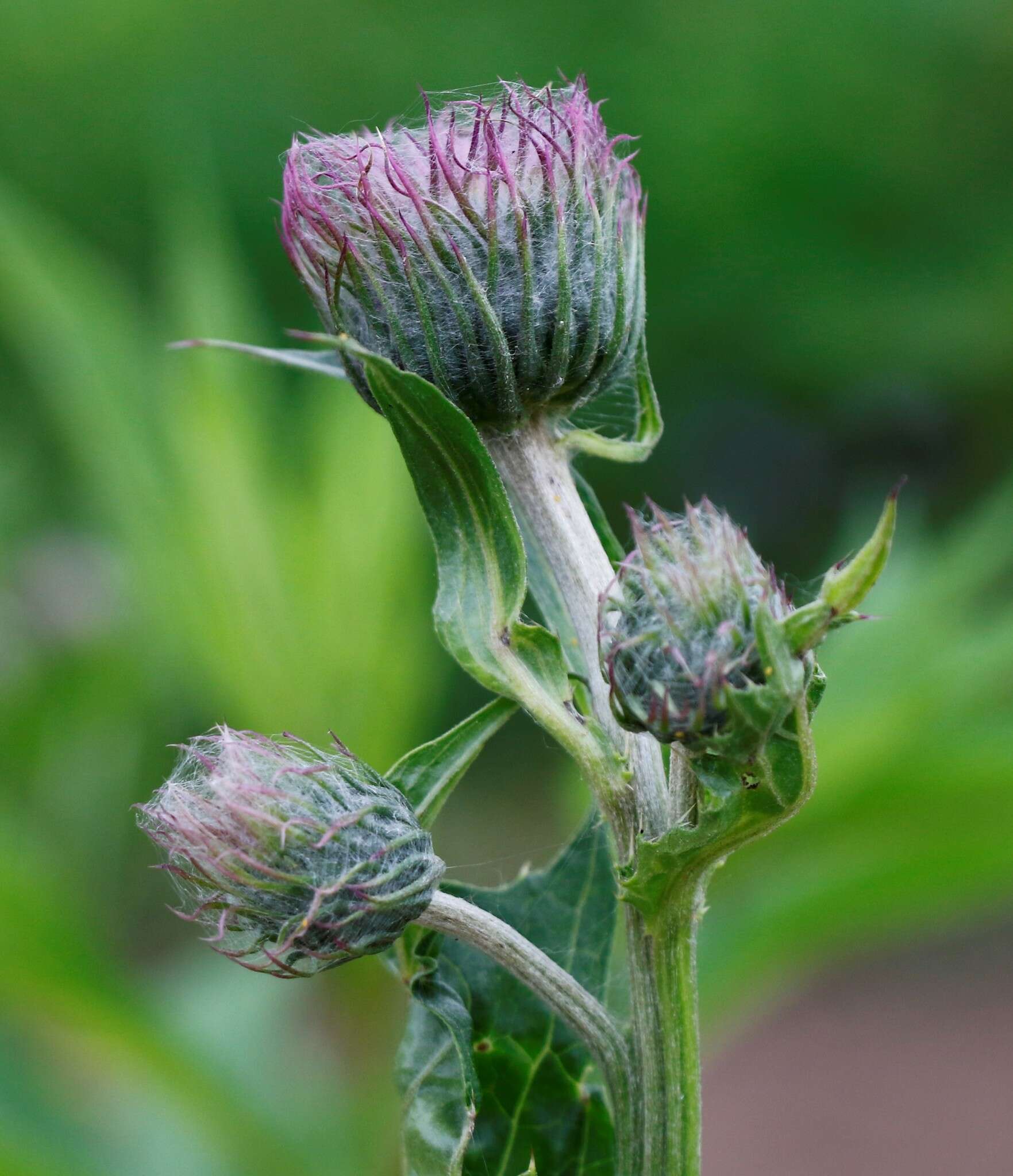 Imagem de Cirsium kamtschaticum Ledeb. ex DC.