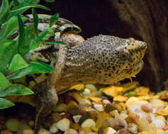 Image of Loggerhead Musk Turtle