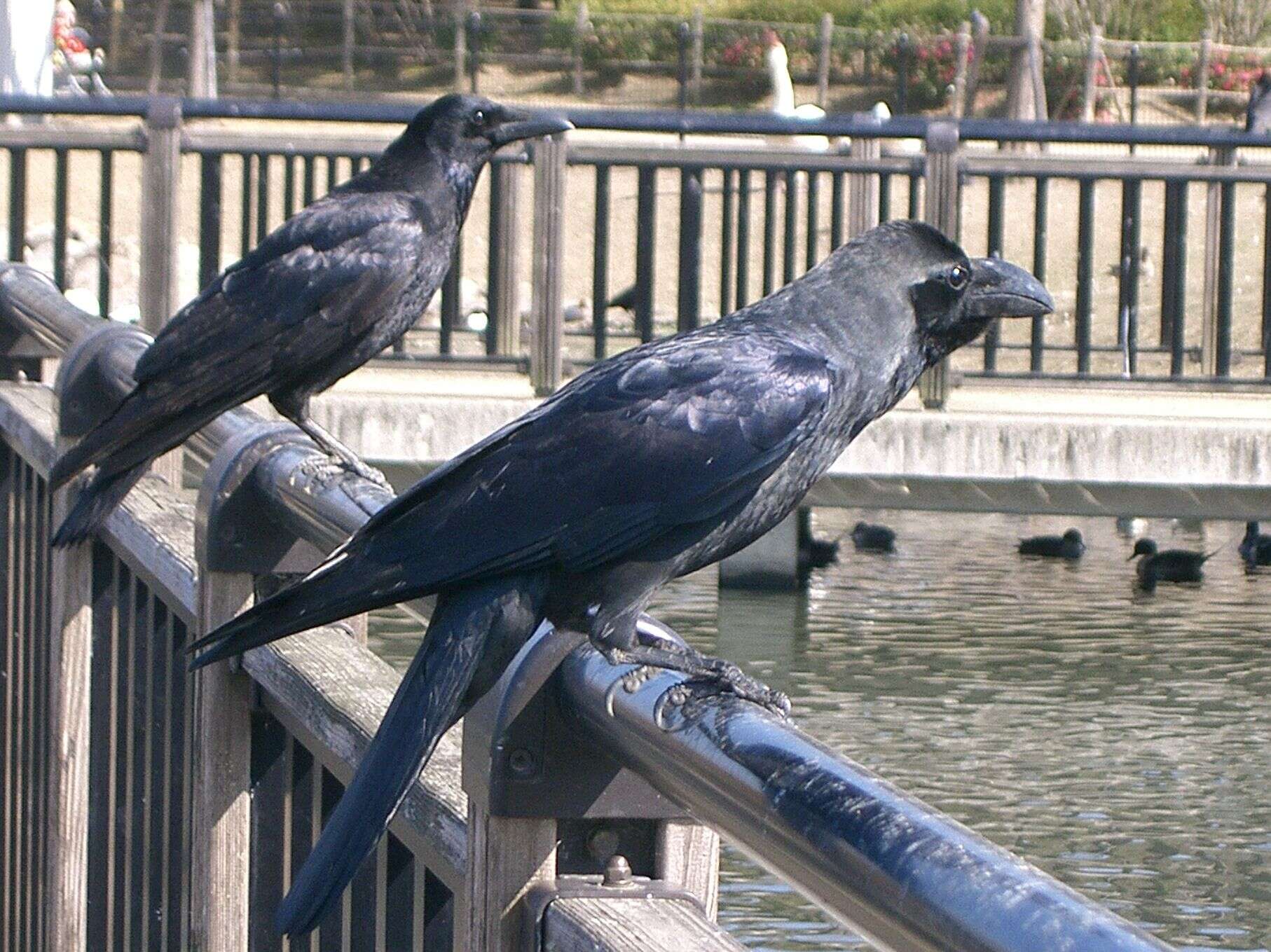 Image of Carrion Crow