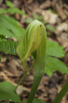 Image of Arisaema amurense Maxim.