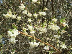 Imagem de Lonicera fragrantissima Lindl. & Paxt.