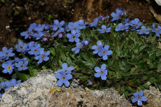 صورة Eritrichium nanum (L.) Gaudin