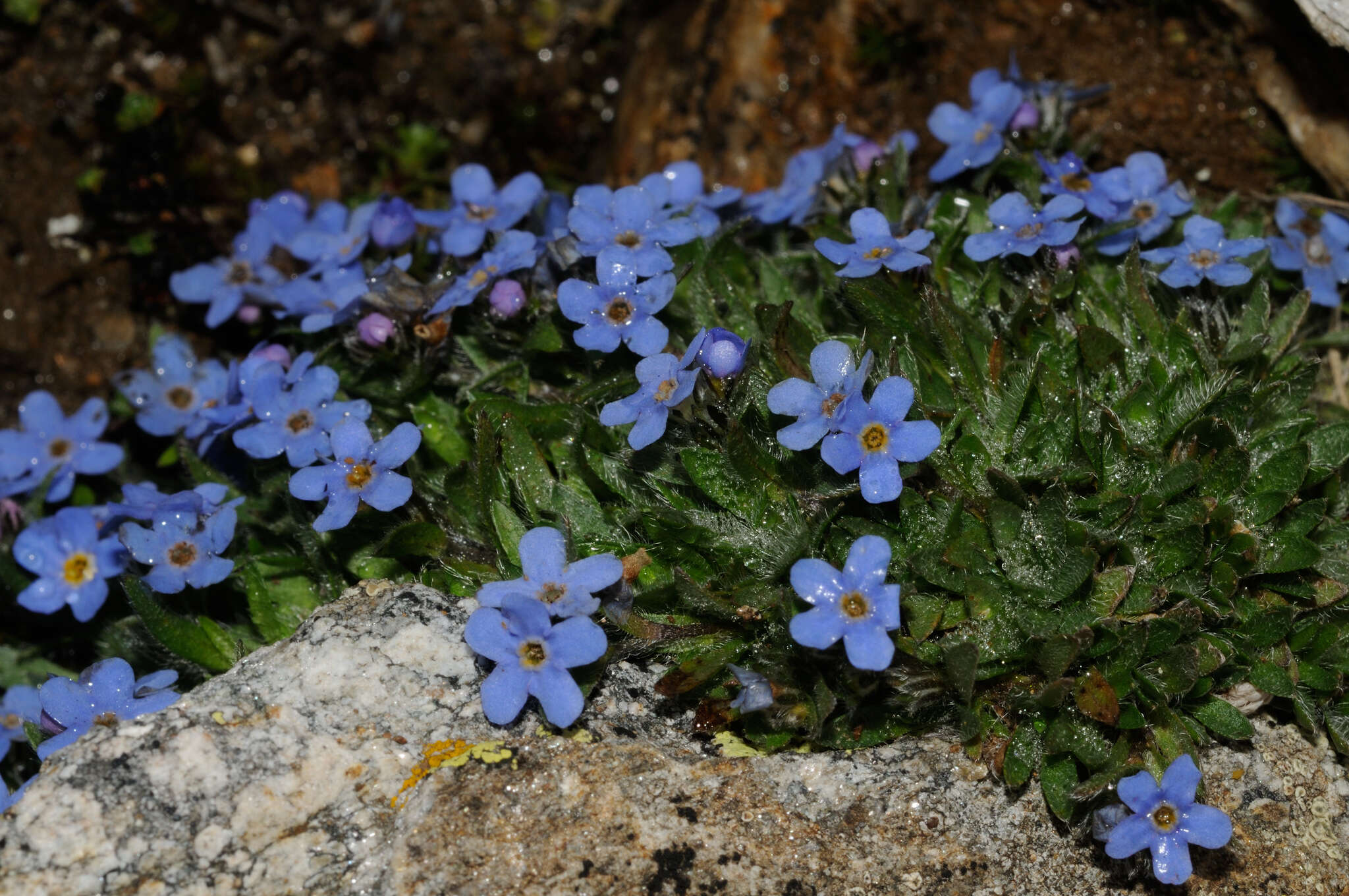 Imagem de Eritrichium nanum (L.) Gaudin