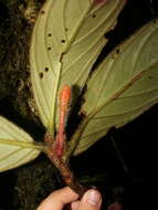 Image of Columnea maculata C. V. Morton