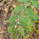 Image of lithospermum