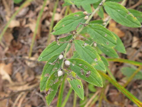 Слика од Lithospermum erythrorhizon Sieb. & Zucc.