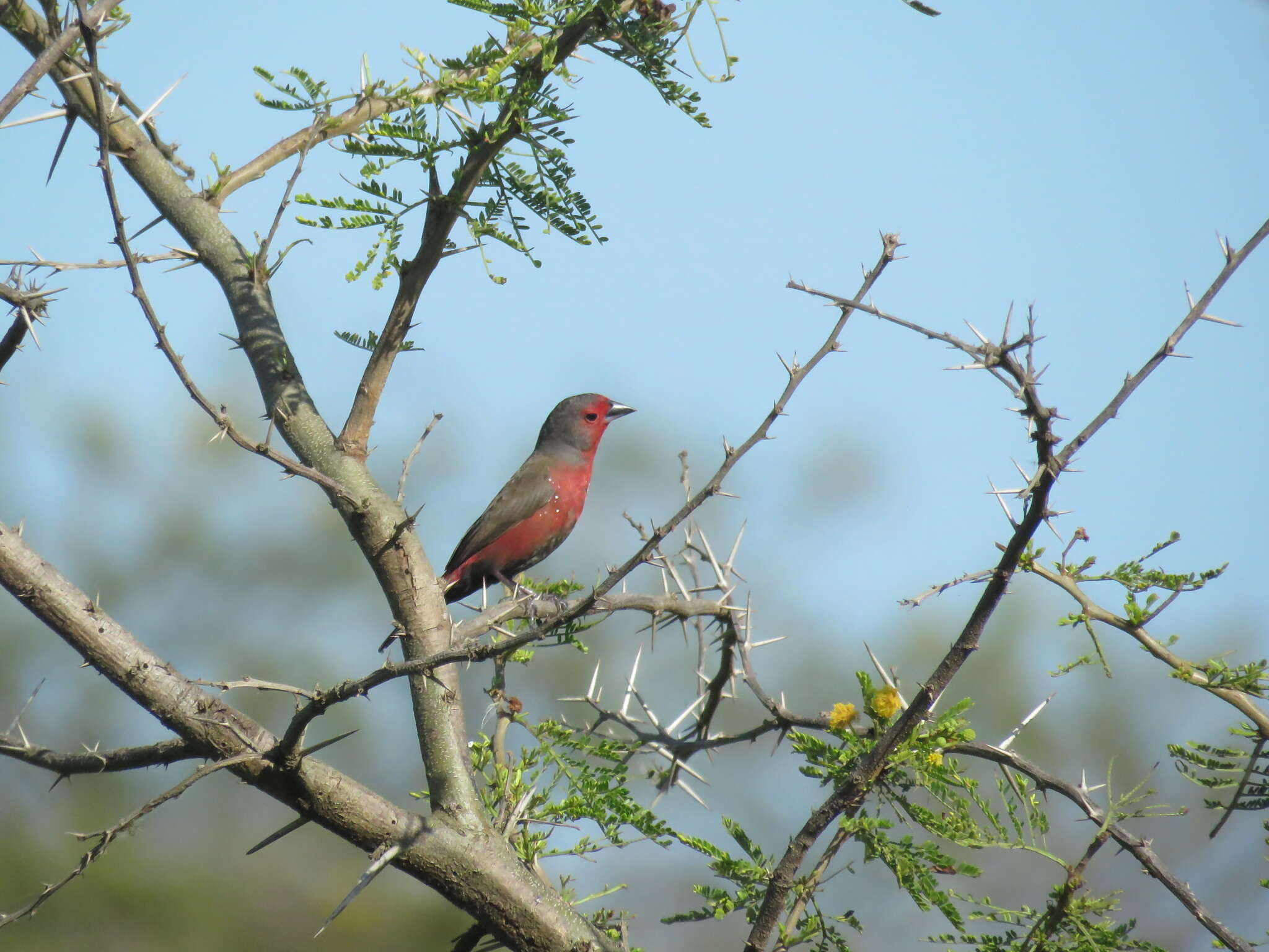 Image of African Firefinch