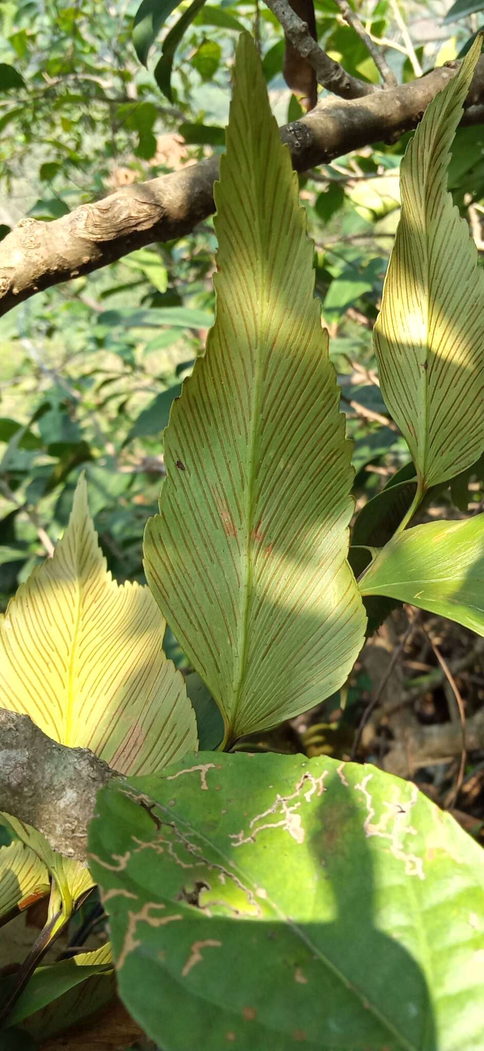 Image of Asplenium macrophyllum Sw.