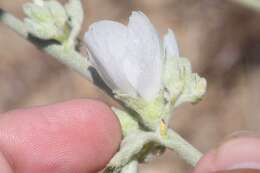 Image of San Clemente Island bushmallow