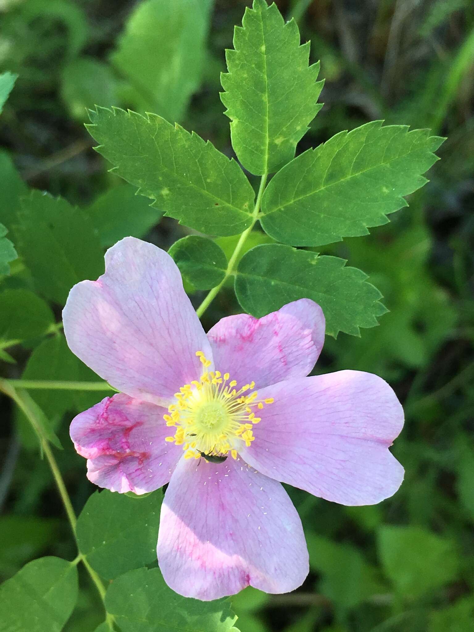 Sivun Rosa woodsii Lindl. kuva