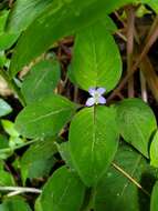 Image of yerba de guava