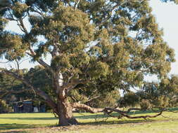 Image of Eucalyptus viminalis subsp. viminalis