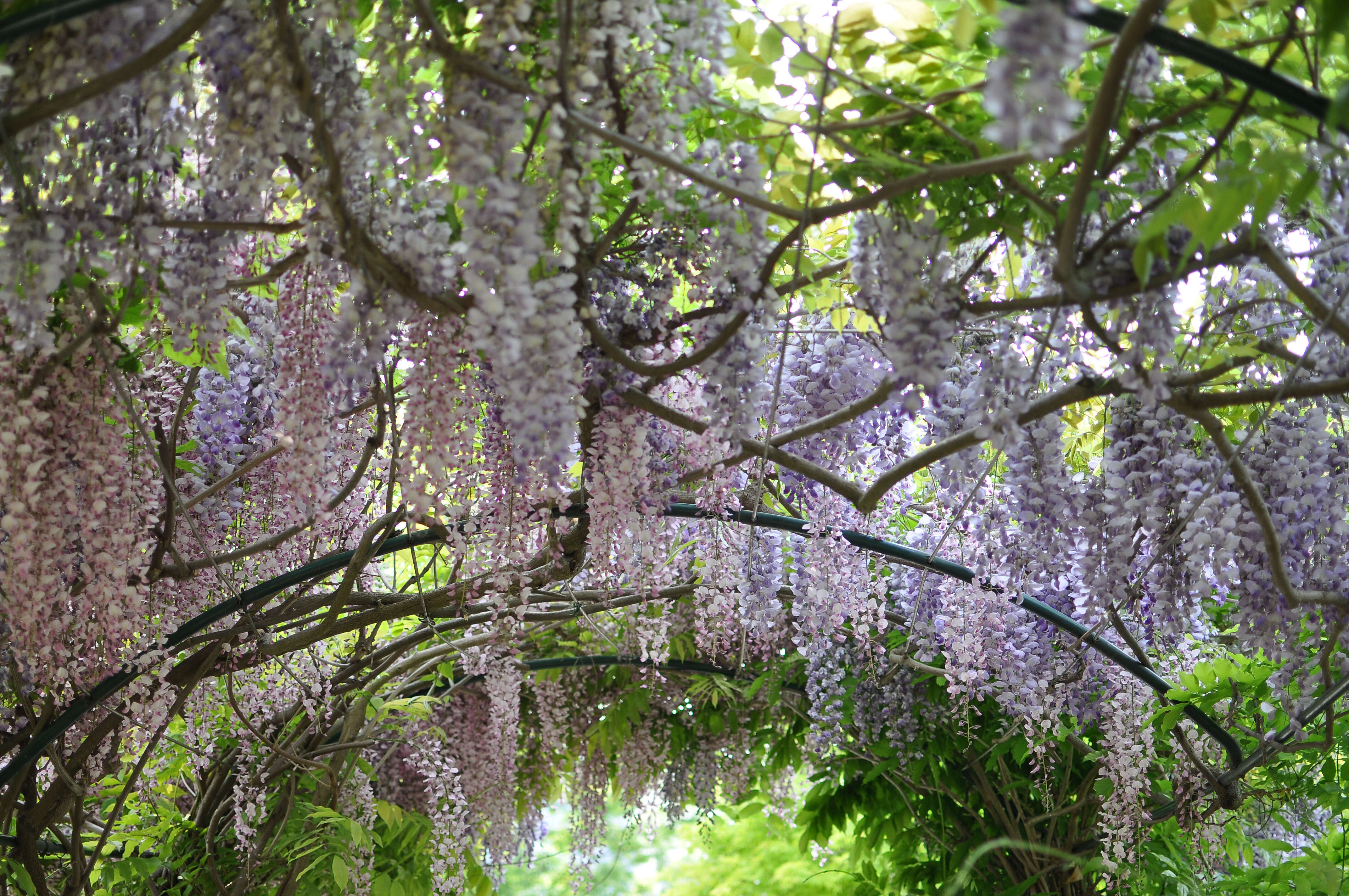 Image of Chinese wisteria