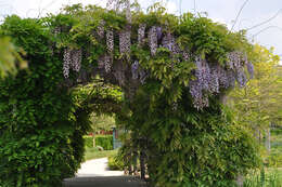 Image de Wisteria sinensis (Sims) Sweet