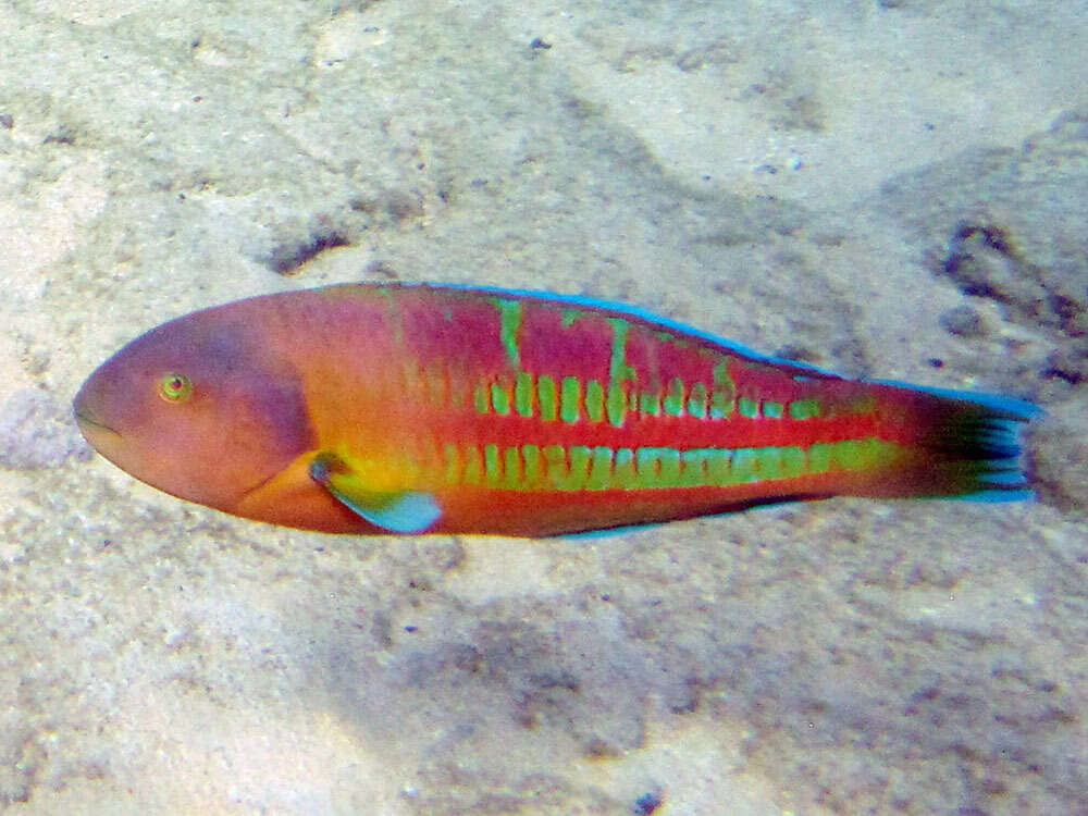 Image of Christmas wrasse