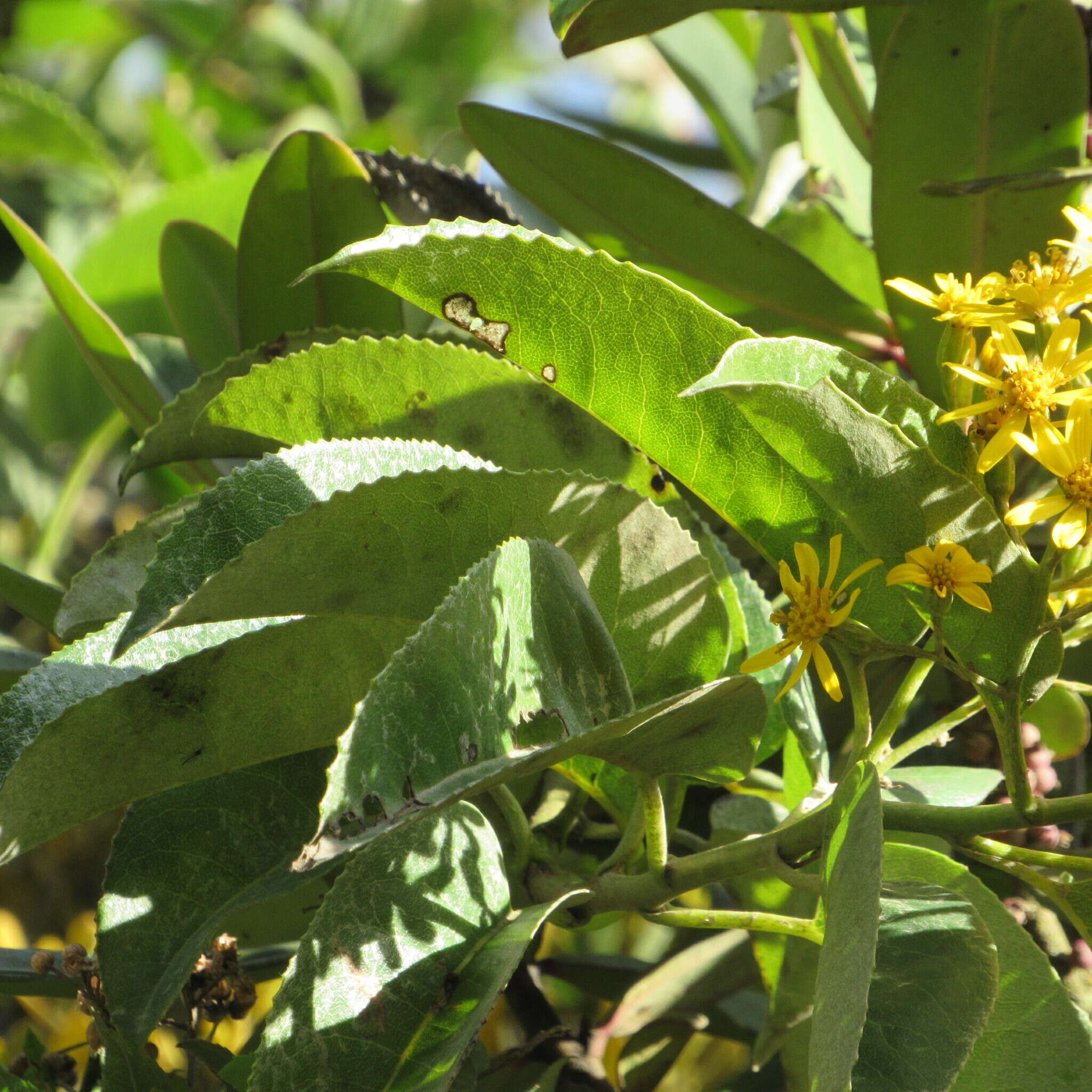 Image of Dendrophorbium americanum (L. fil.) C. Jeffrey