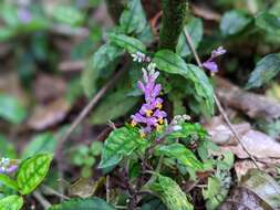 Image of Polygala arcuata Hayata