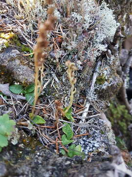 Image of Dwarf rattlesnake plantain (America)