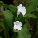 Image de Roscoea nepalensis Cowley