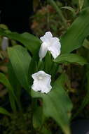 Image de Roscoea nepalensis Cowley