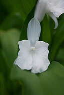 Image de Roscoea