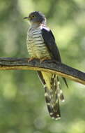 Image of Red-chested Cuckoo